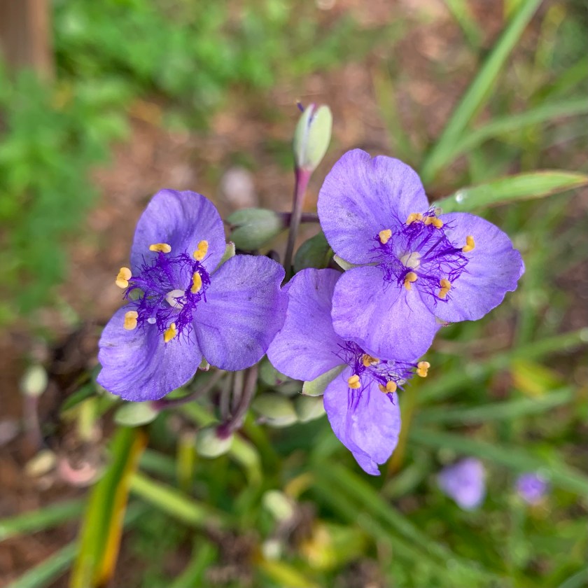 Spiderwort purple flowers