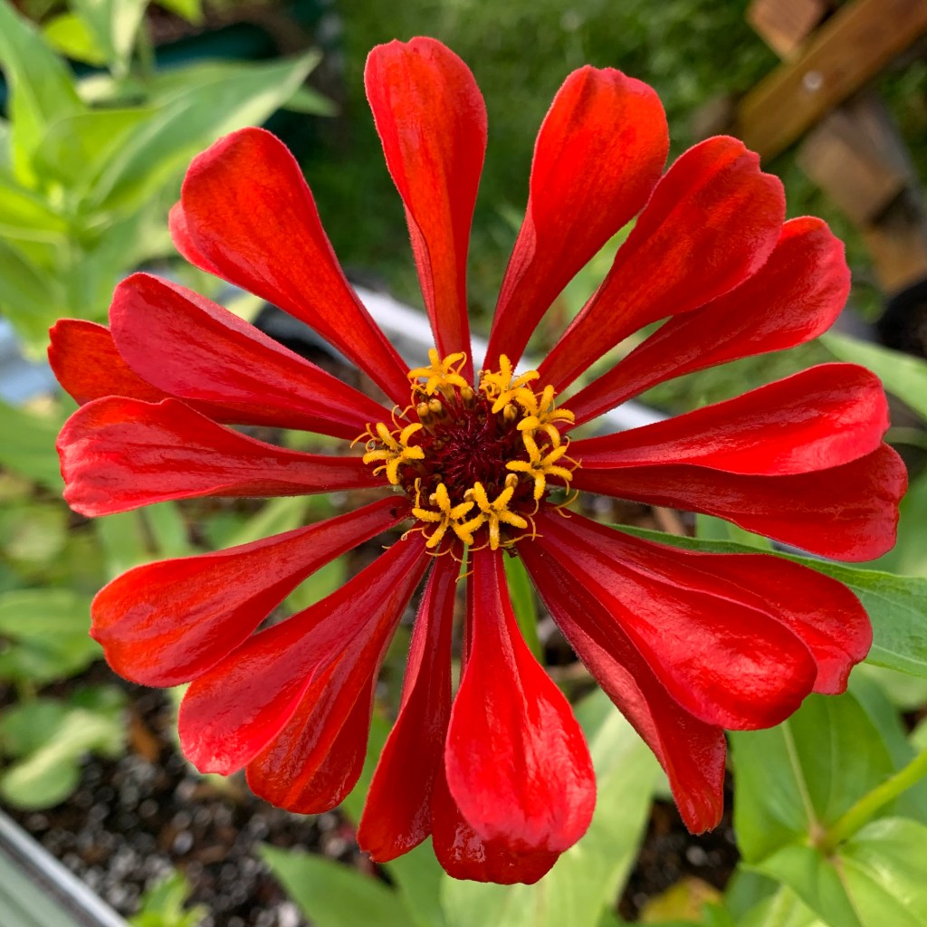 red zinnia flower