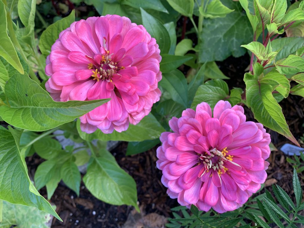 tow pink zinnia flowers