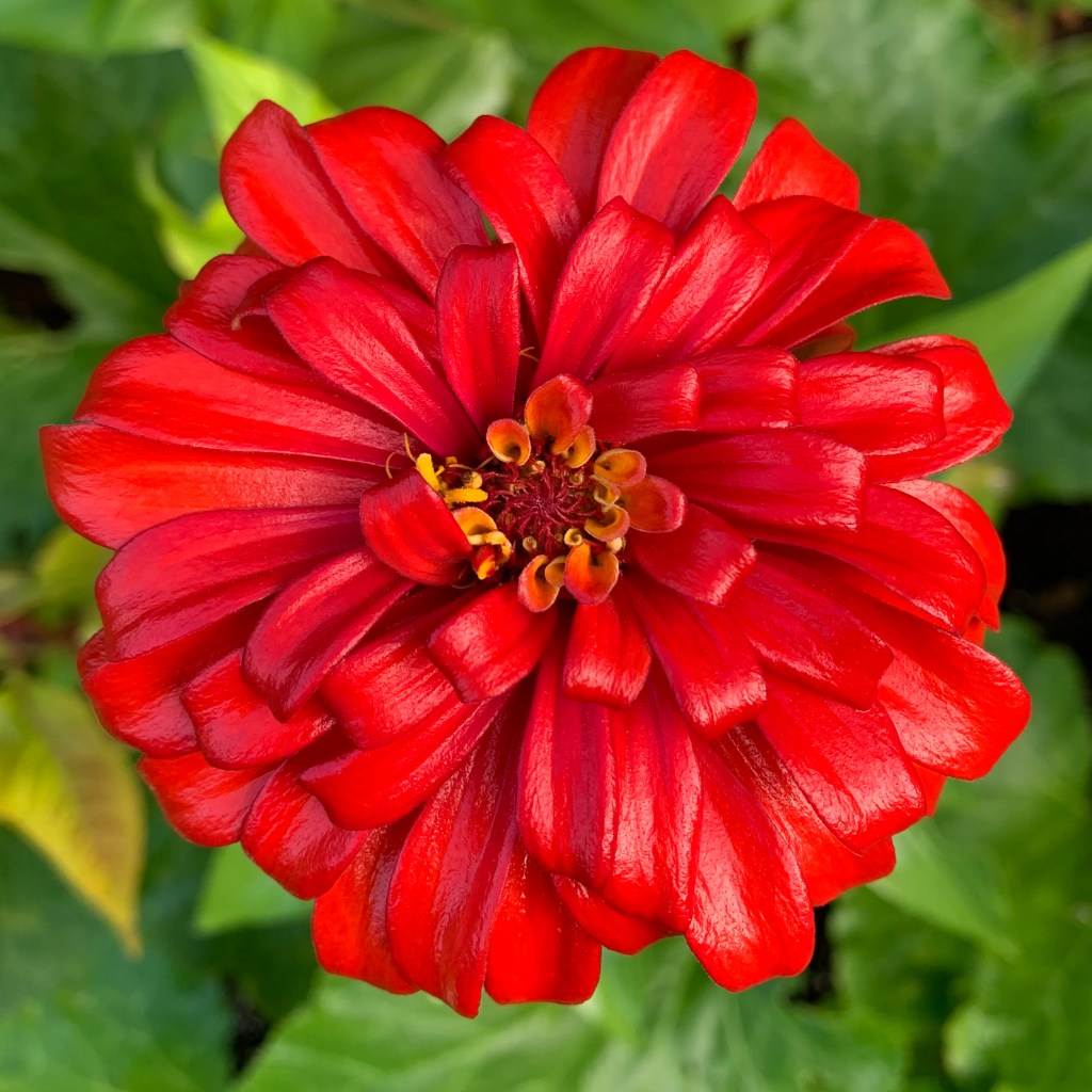 red zinnia flower