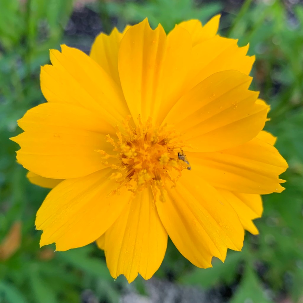 yellow cosmos