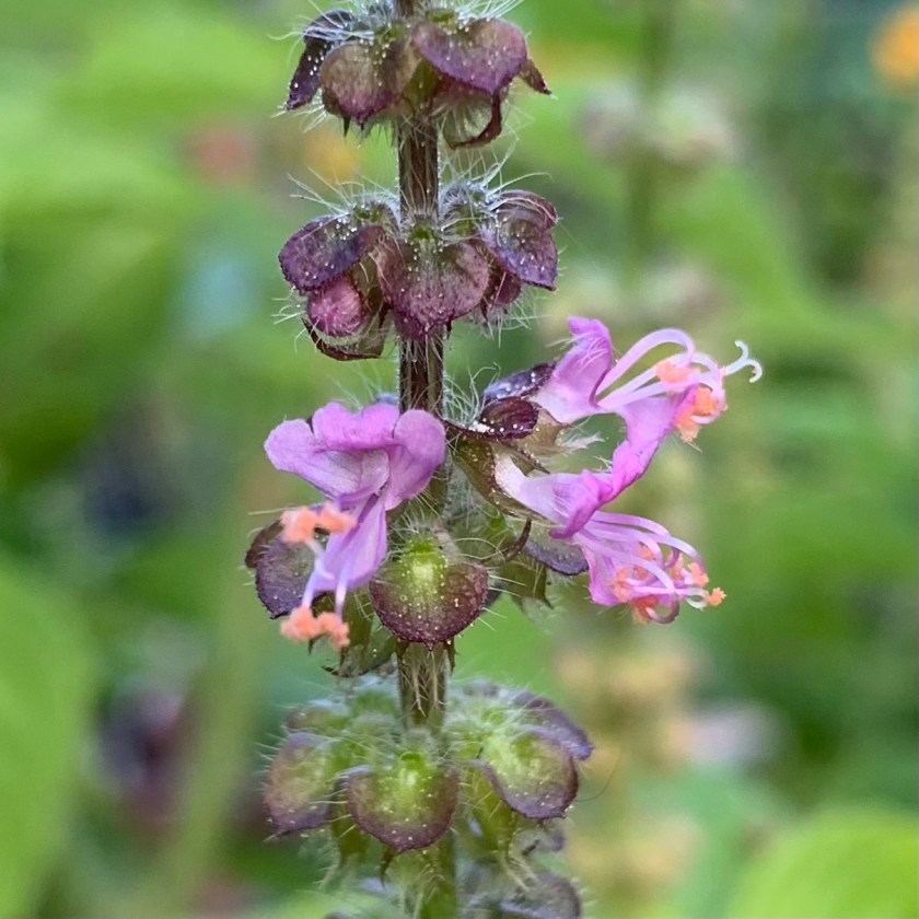 purple holy basil flowers