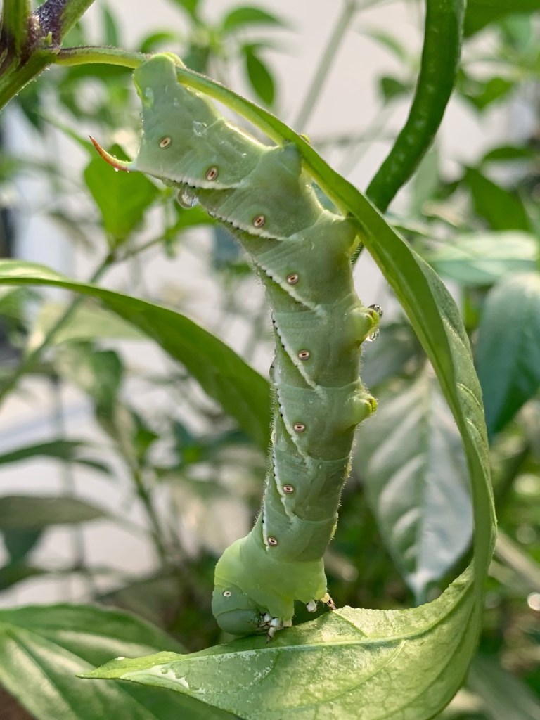 hornworm