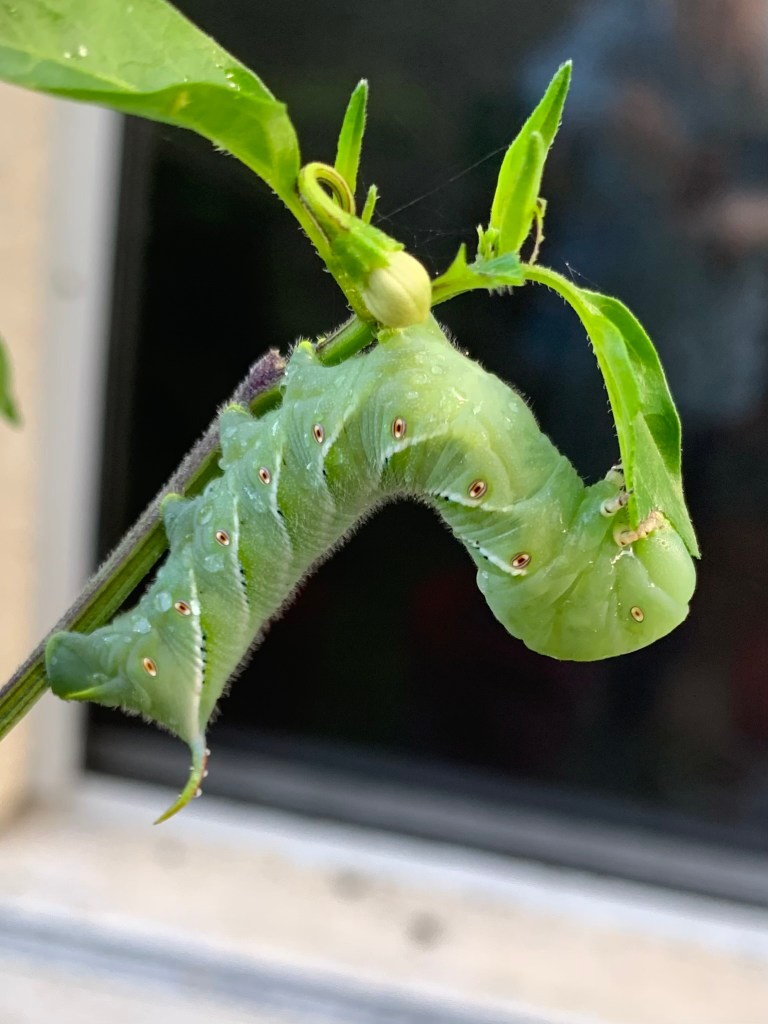 tomato hornworm on pepper