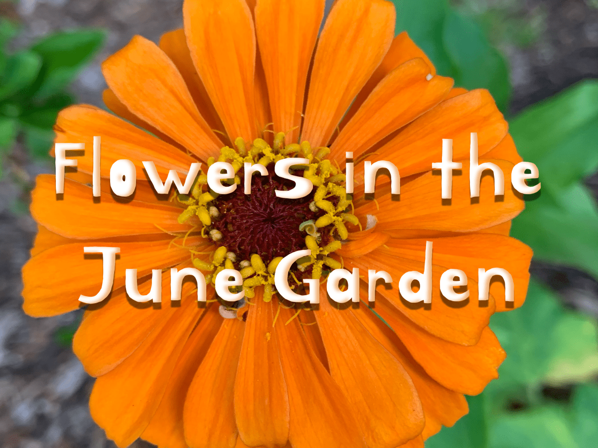 Pretty Flowers in the June&nbsp;Garden