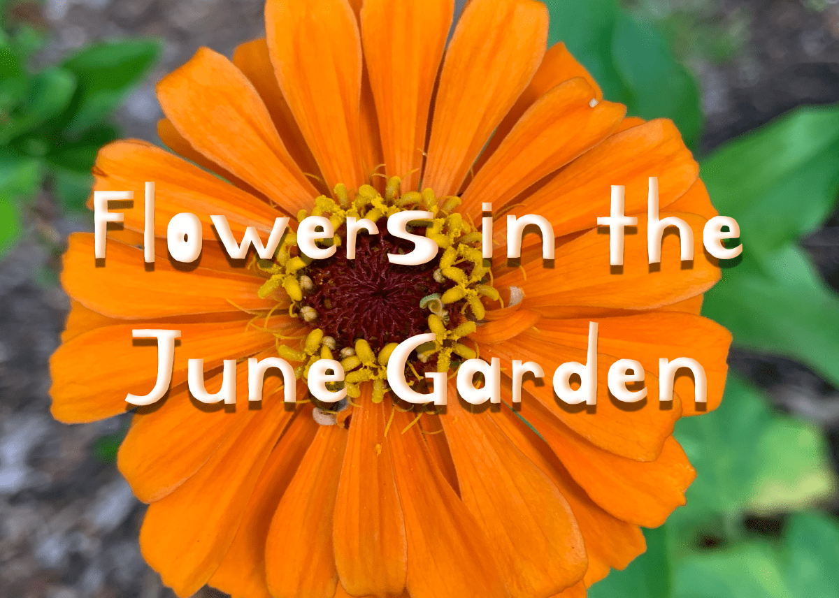 Pretty Flowers in the June&nbsp;Garden