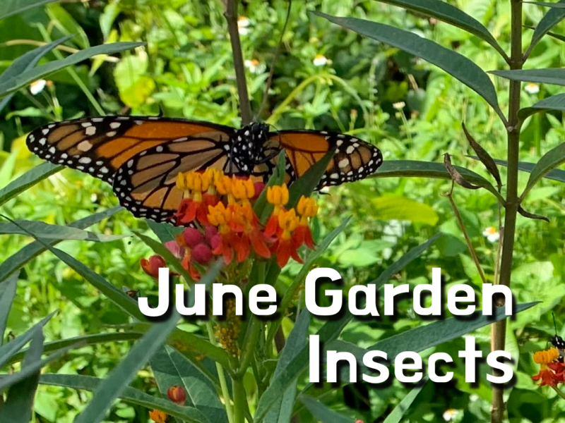 Fun Insect Happenings in the June&nbsp;Garden