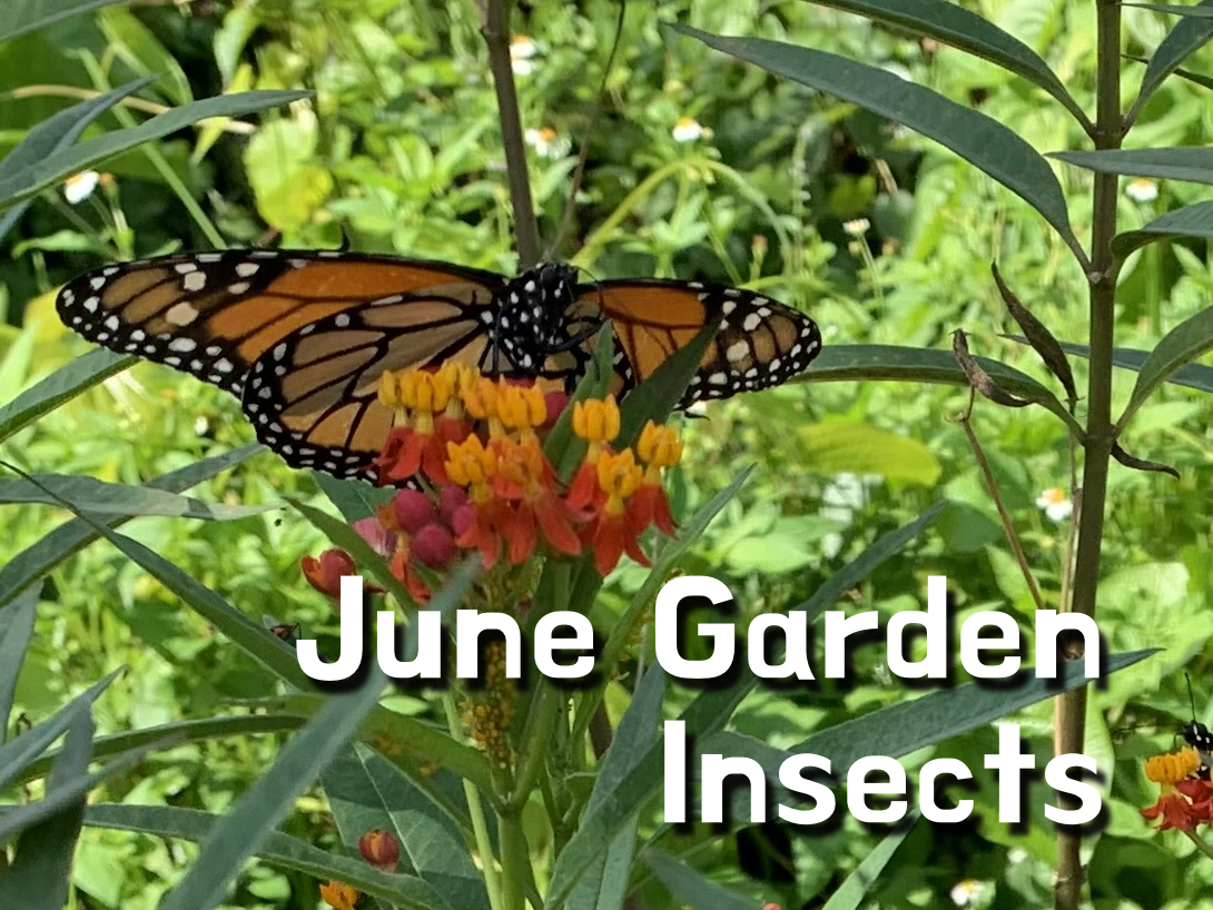 Fun Insect Happenings in the June&nbsp;Garden