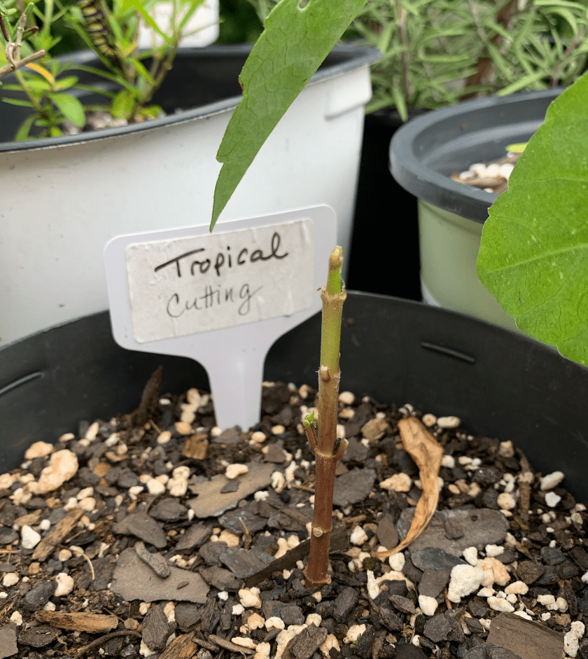 leaves eaten on small milkweed plant
