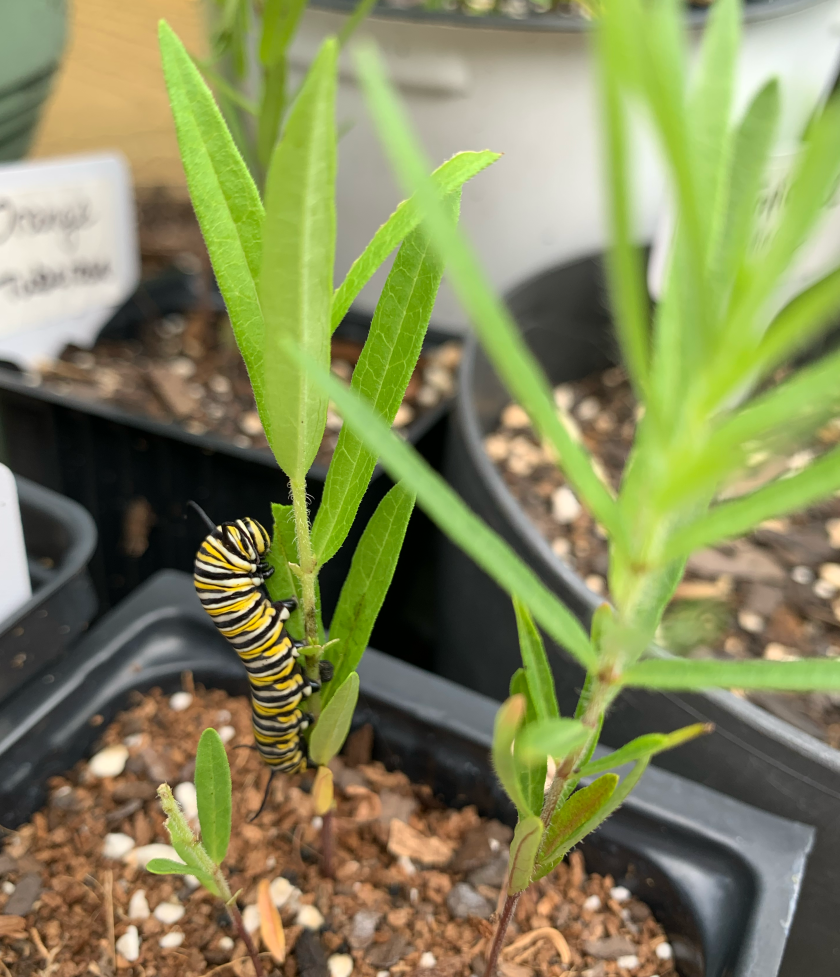 Another Monarch caterpillar