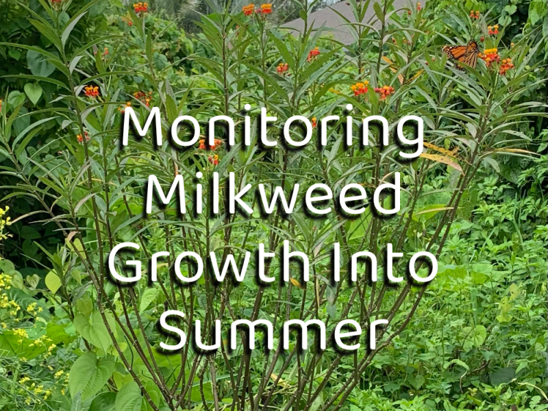 Monitoring Native Milkweed Growth For Florida’s&nbsp;Monarchs
