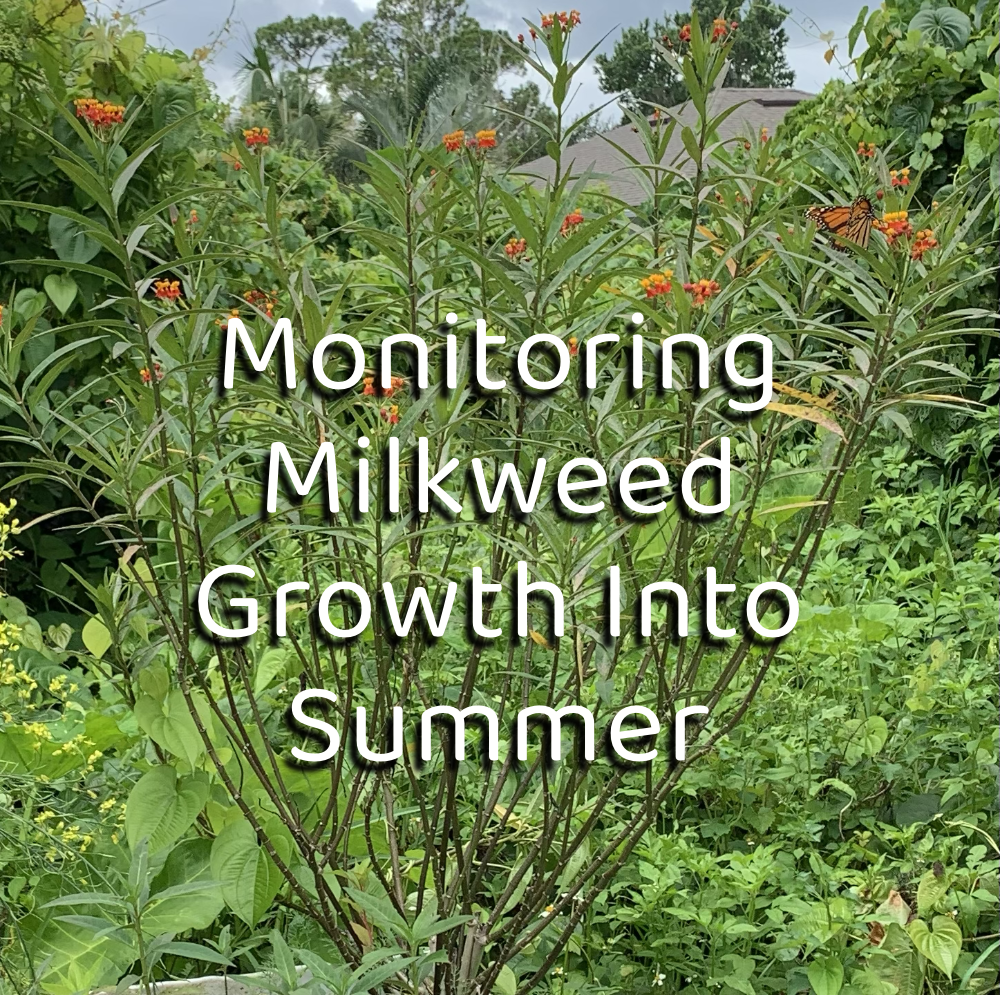 Monitoring Native Milkweed Growth For Florida’s&nbsp;Monarchs