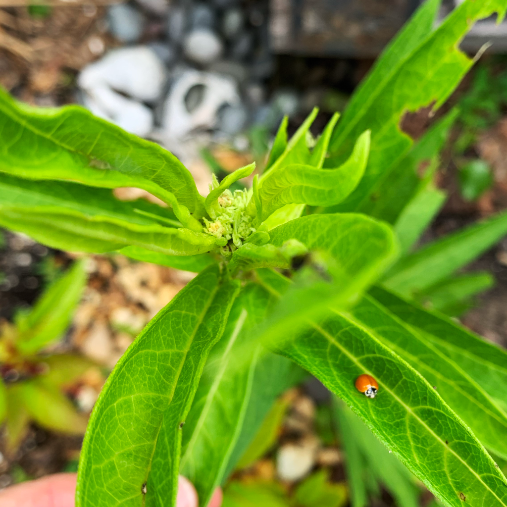pink swamp milkweed buds