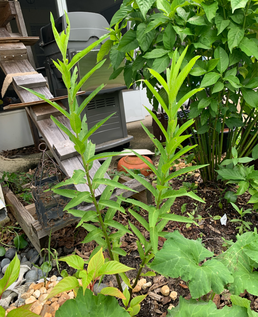 swamp milkweed in the garden
