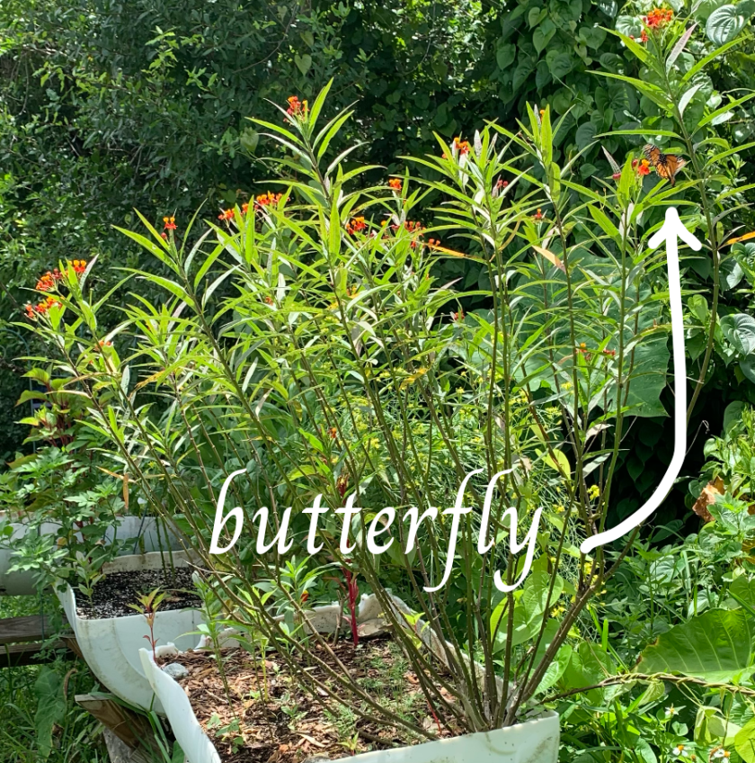Tropical milkweed flowering with monarch butterfly