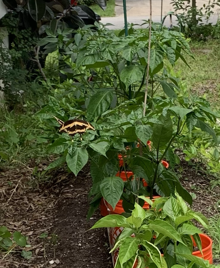 Giant Swallowtail butterflies