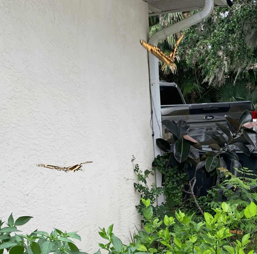 two Giant swallowtail butterflies