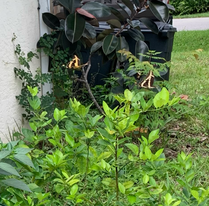 two Giant swallowtail butterflies