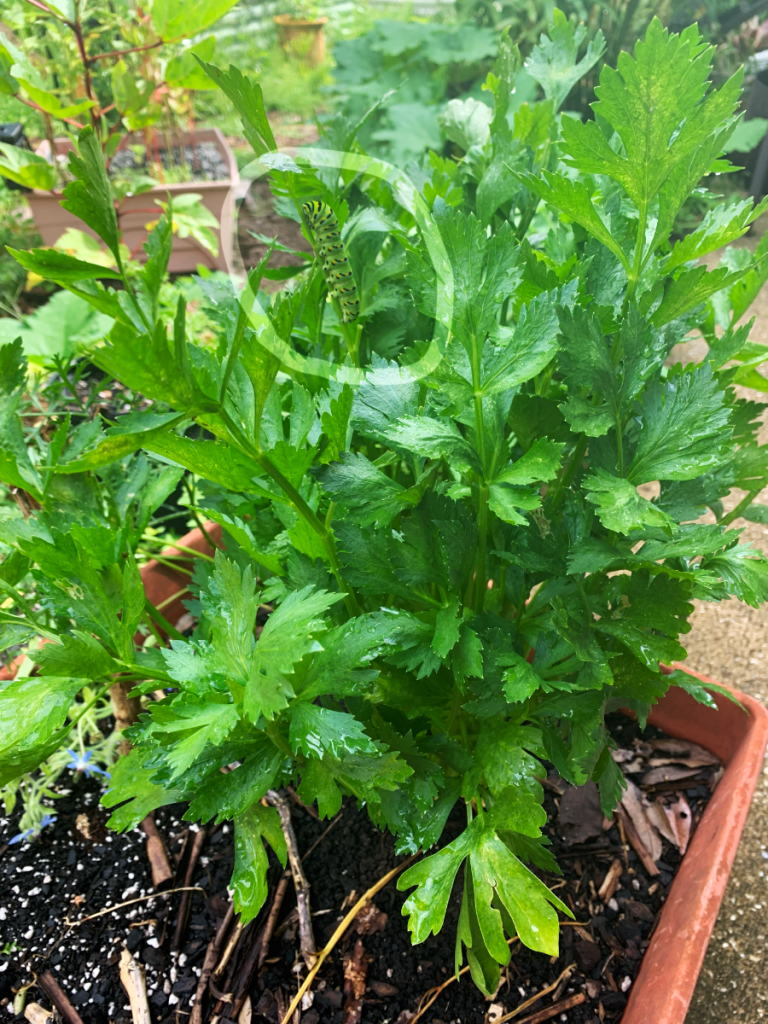 Celery plant with Swallowtail caterpillar