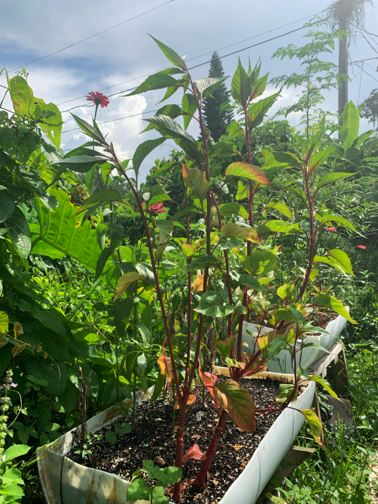 Celosia stalks growing in barrel bed