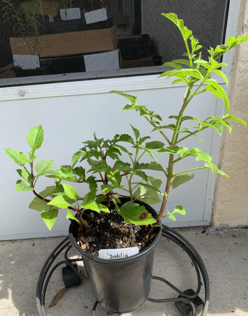 dahlia seedlings from tubers