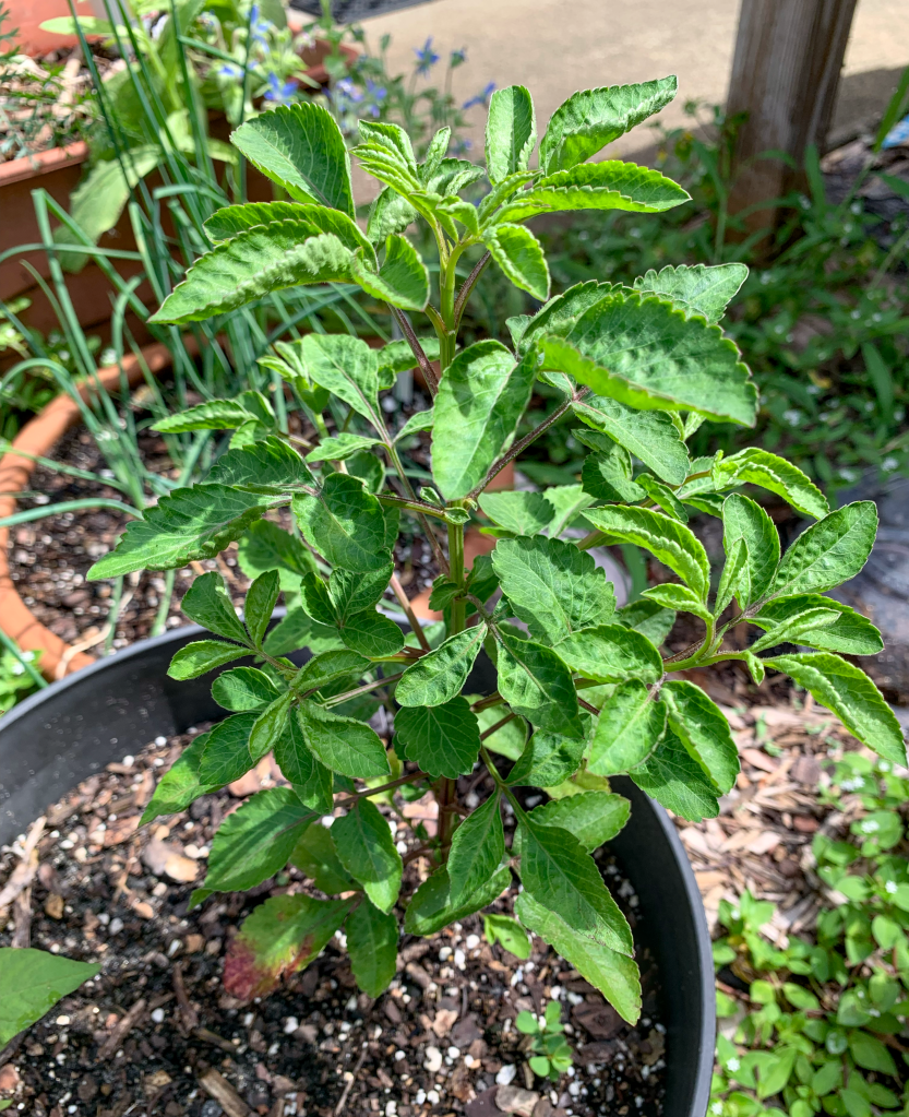 dahlia growing in pot
