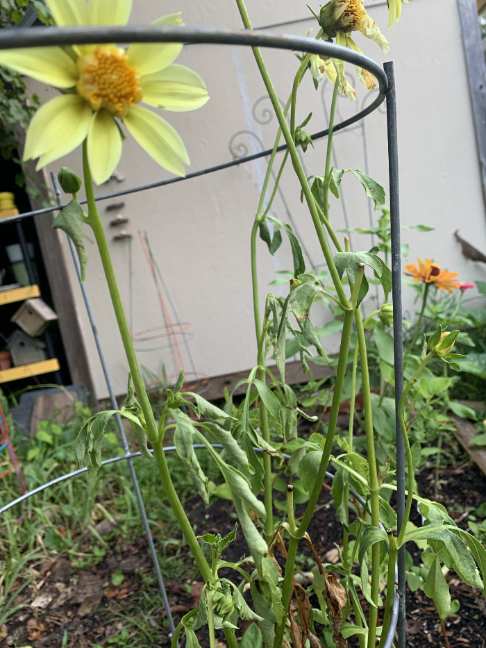 Dahlia wilting