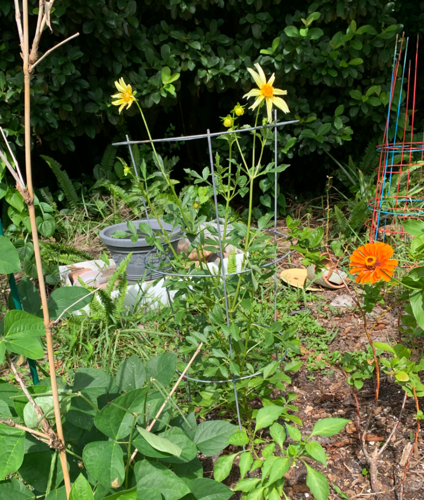 yellow flowering dahlia in florida garden