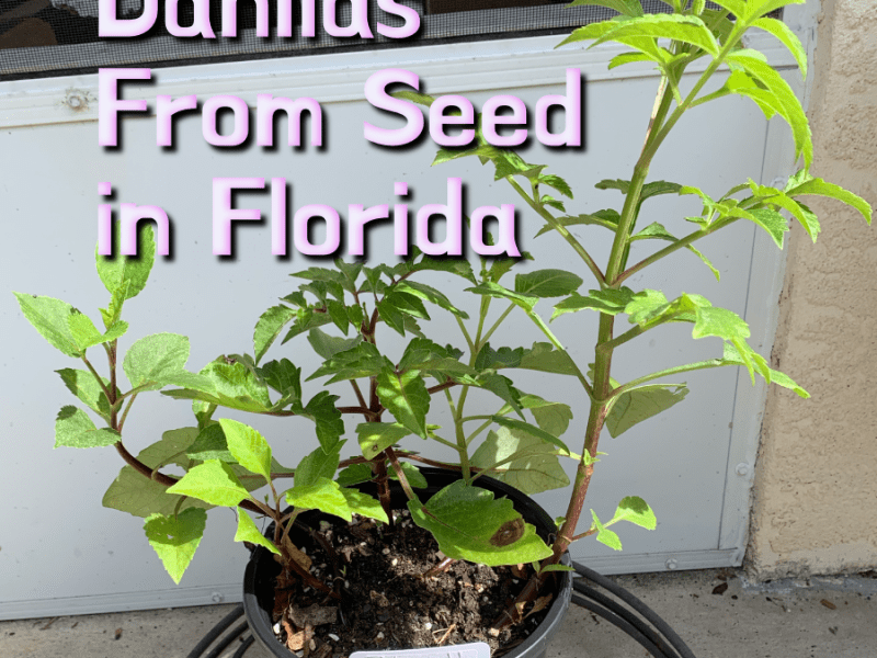 Surprising Success: Growing Dahlias from Seeds in&nbsp;Florida