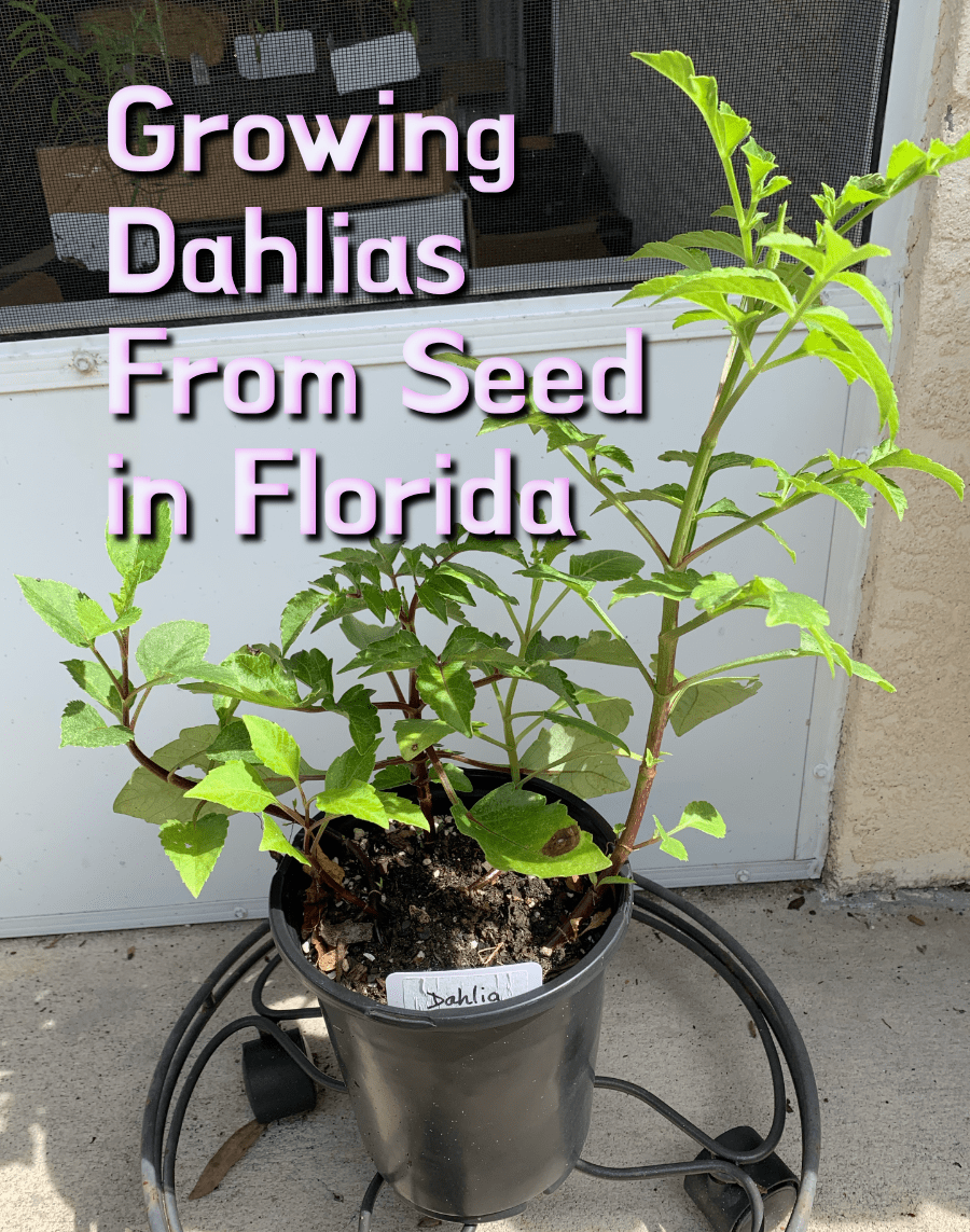 Surprising Success: Growing Dahlias from Seeds in&nbsp;Florida