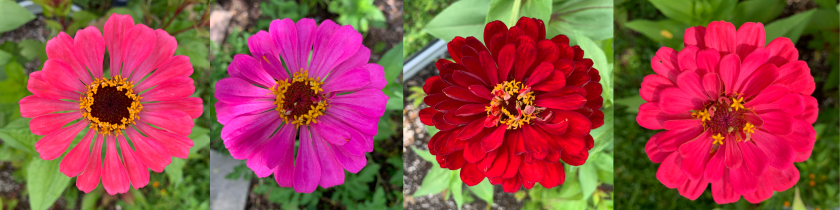four zinnia flowers border divider image