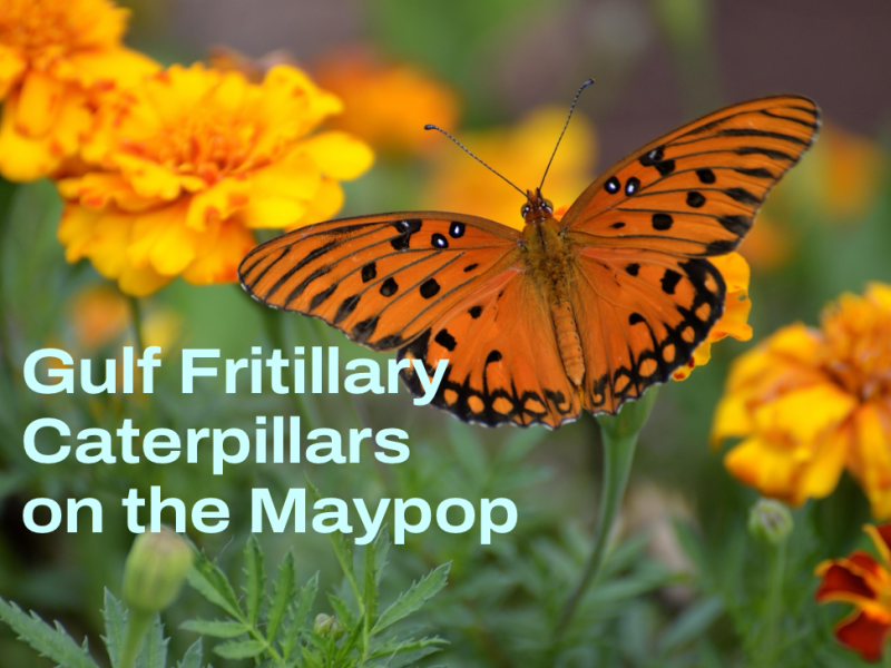 The Maypop Plants Have&nbsp;Caterpillars