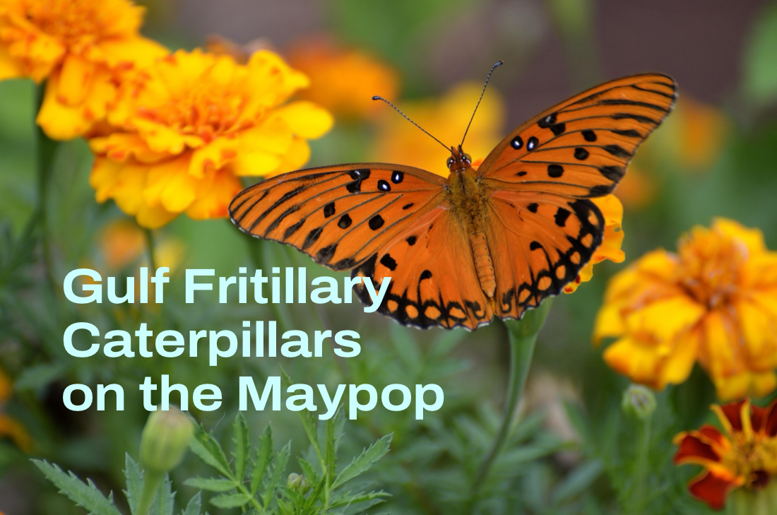 The Maypop Plants Have&nbsp;Caterpillars