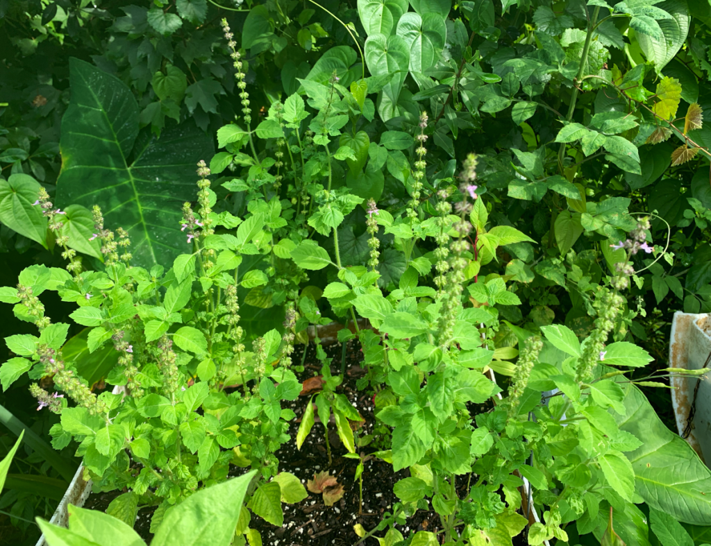 Holy basil with flowering stalks