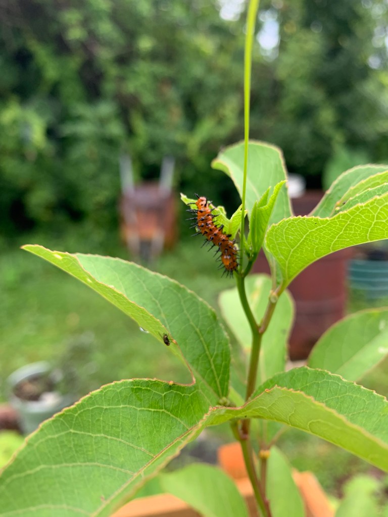 Gulf Fritillary caterpillars on Maypop / Passionflower vine