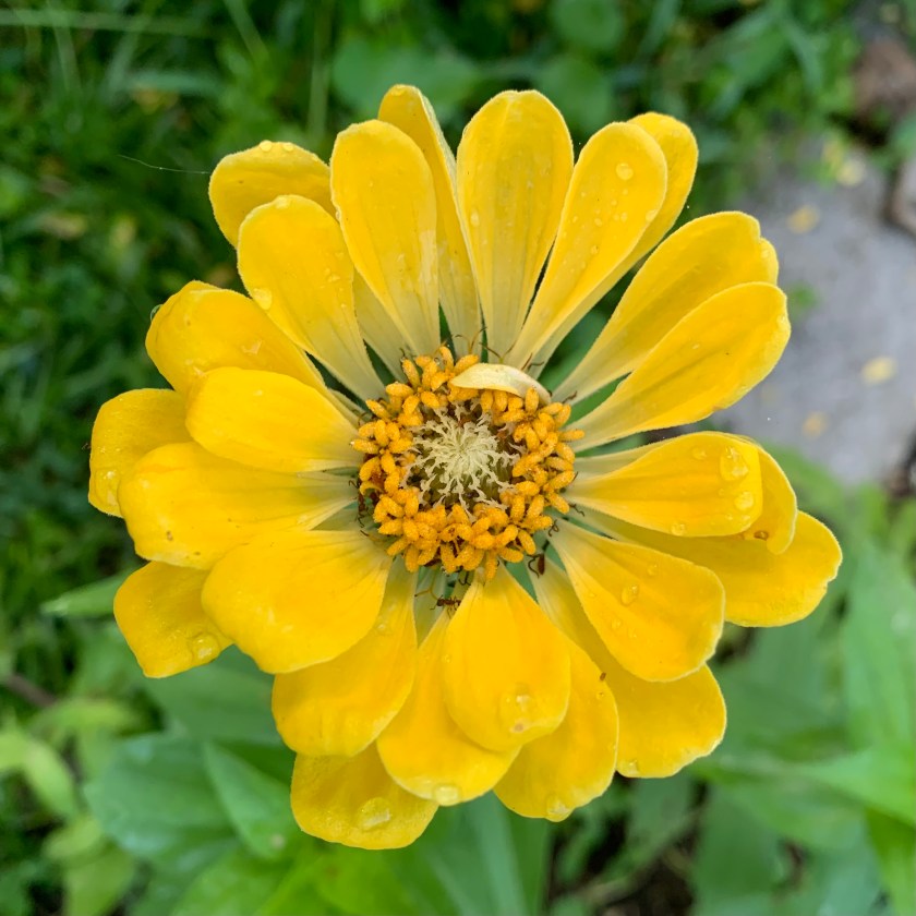 yellow zinnia