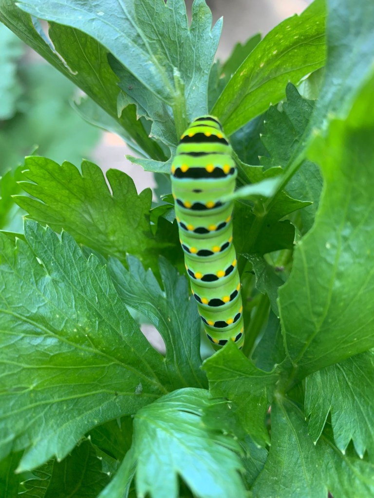 Black swallowtail caterpillar on celery
