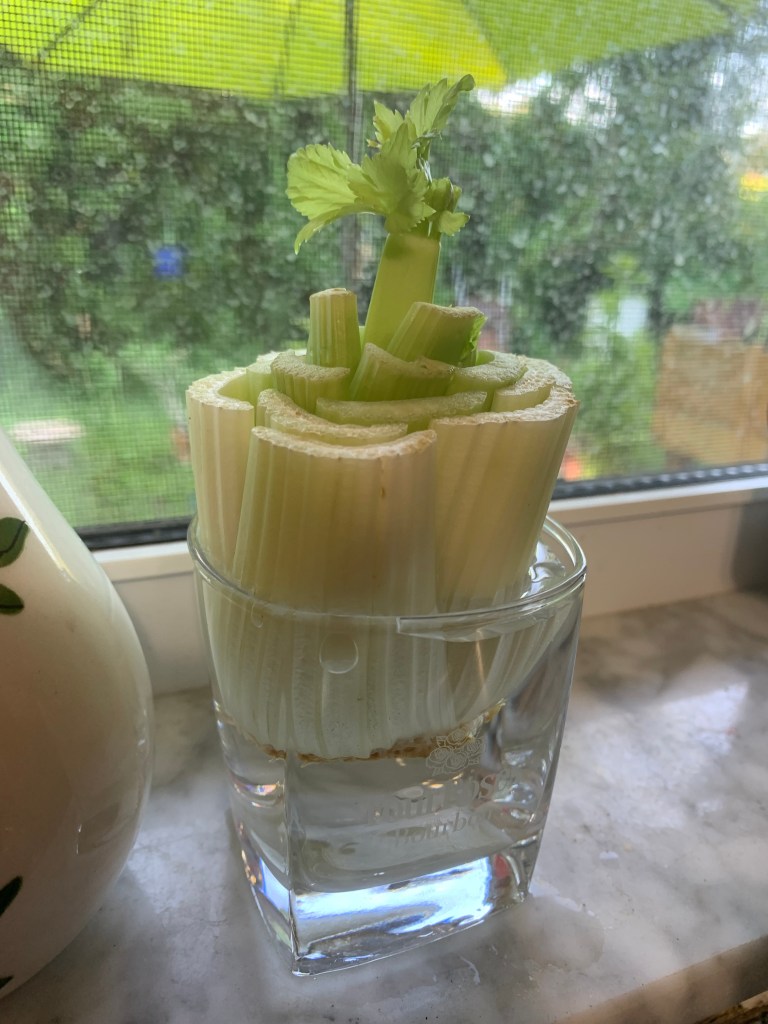 Starting celery from cut bunch