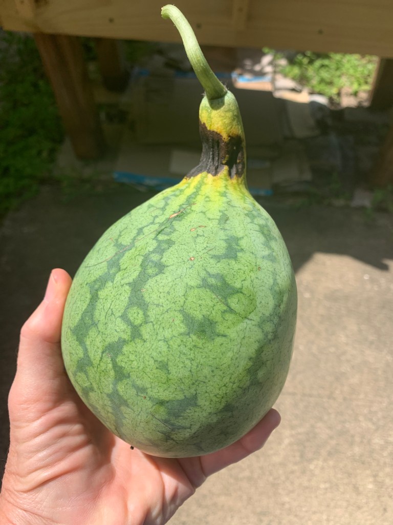 First little watermelon