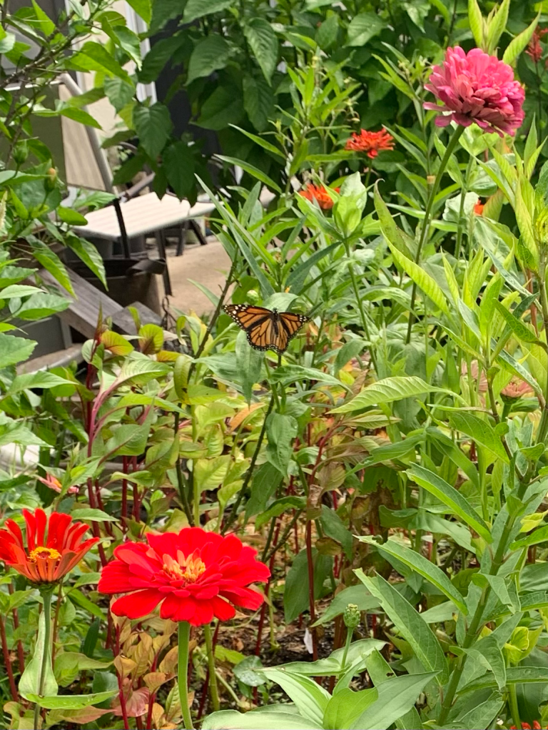 Zinnia garden and Monarch butterfly
