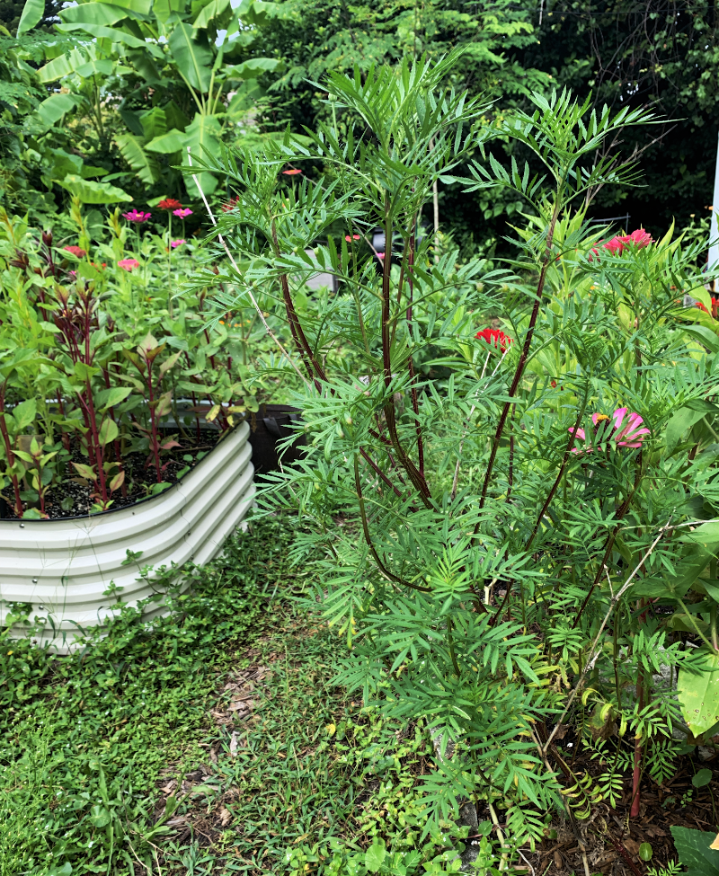 tall marigold in Florida garden