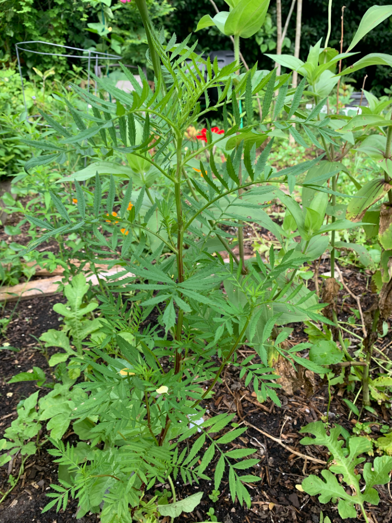 marigold in garden