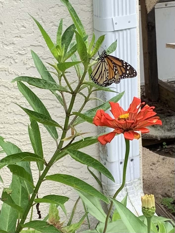 Monarch butterfly on pink swamp milkweed