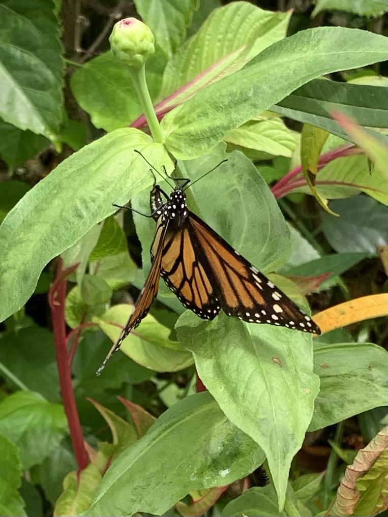 Monarch butterfly on zinnia leaf