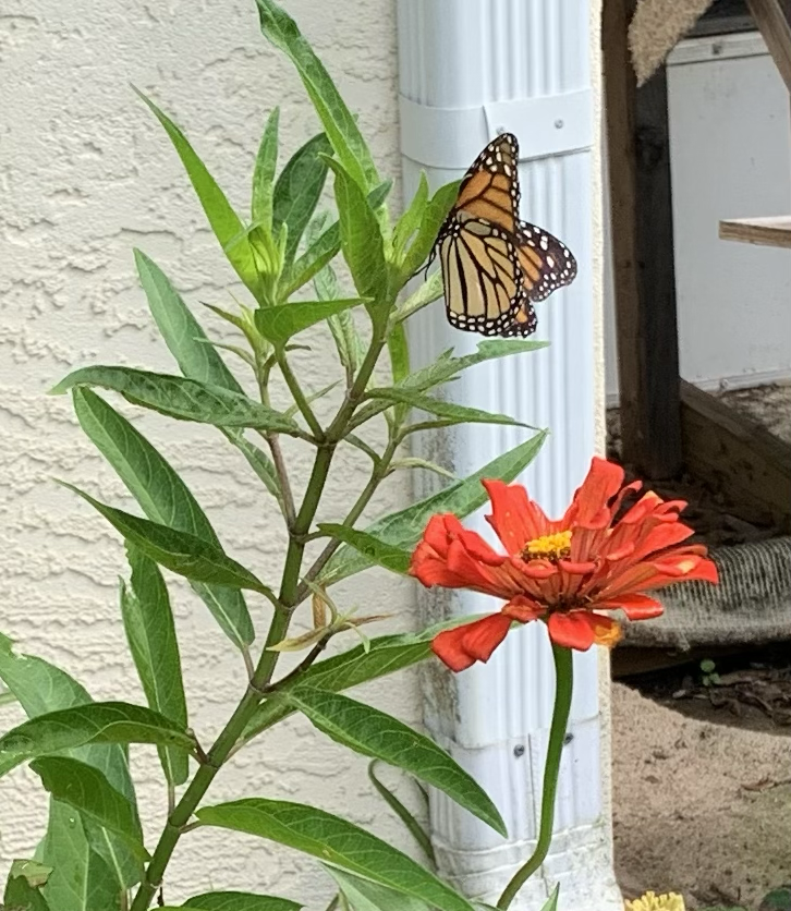 Monarch butterfly on swamp milkweed