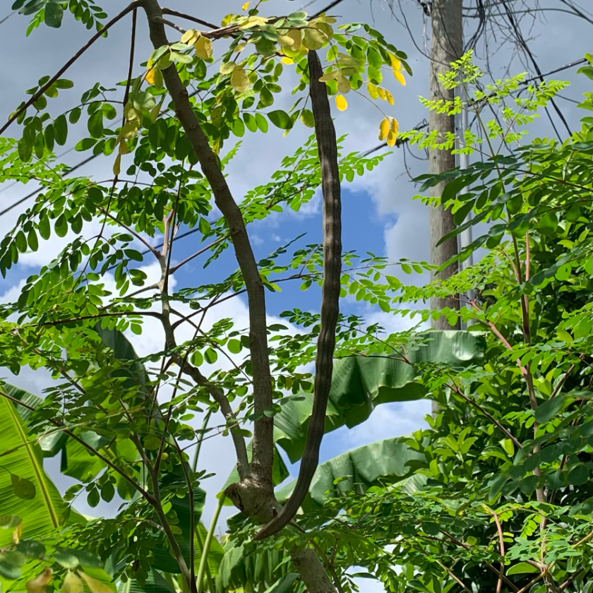 Moringa bean drumstick on tree.