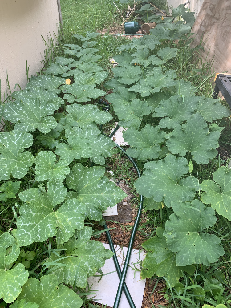 Seminole pumpkin vines