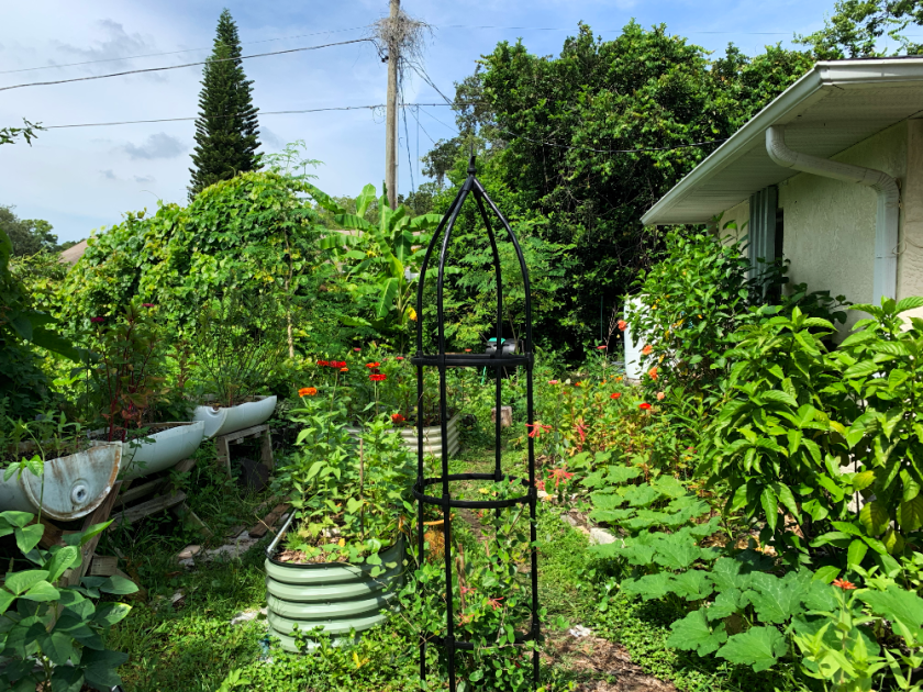 summer garden Florida backyard 2025