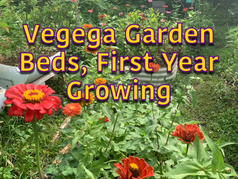 Mid-summer Update on the Vegega Raised&nbsp;Beds