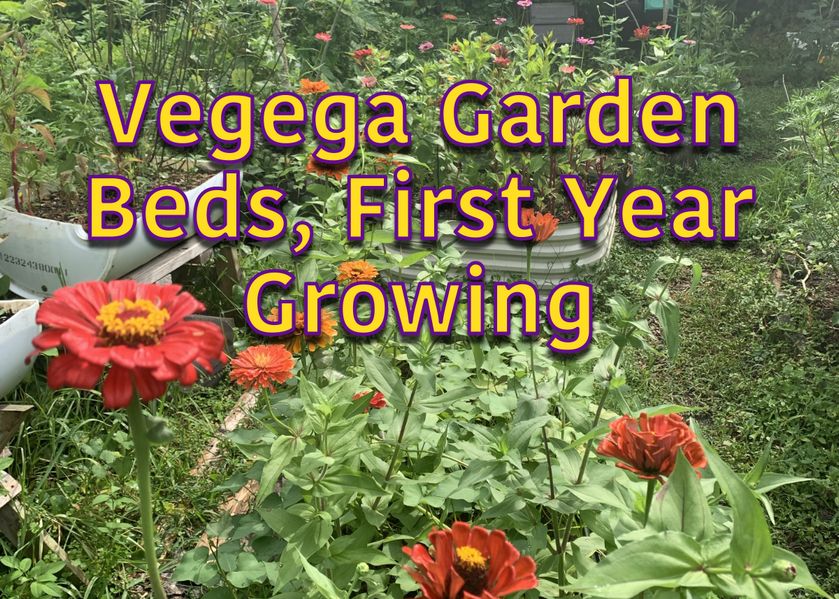 Mid-summer Update on the Vegega Raised&nbsp;Beds